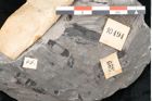 Foto (Detailansicht) von Asterocarpus meriani Br. (NHMW-GEO-2024-0188-10494)